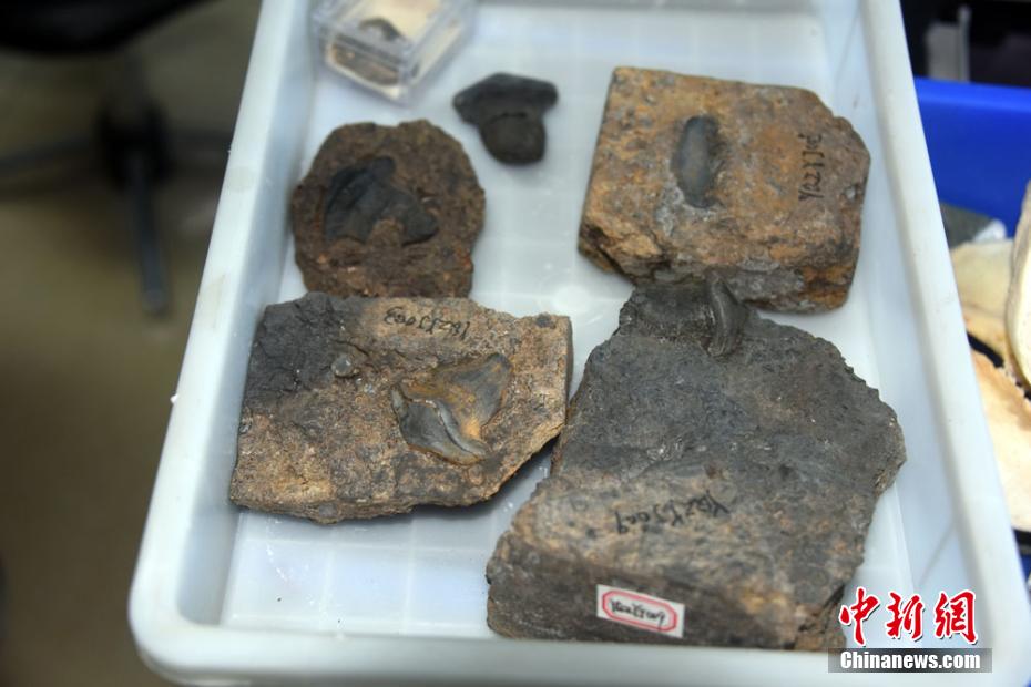 Cina: la prima scoperta di squali Petalodus di 290 milioni anni fa, predatore più potente negli antichi oceani