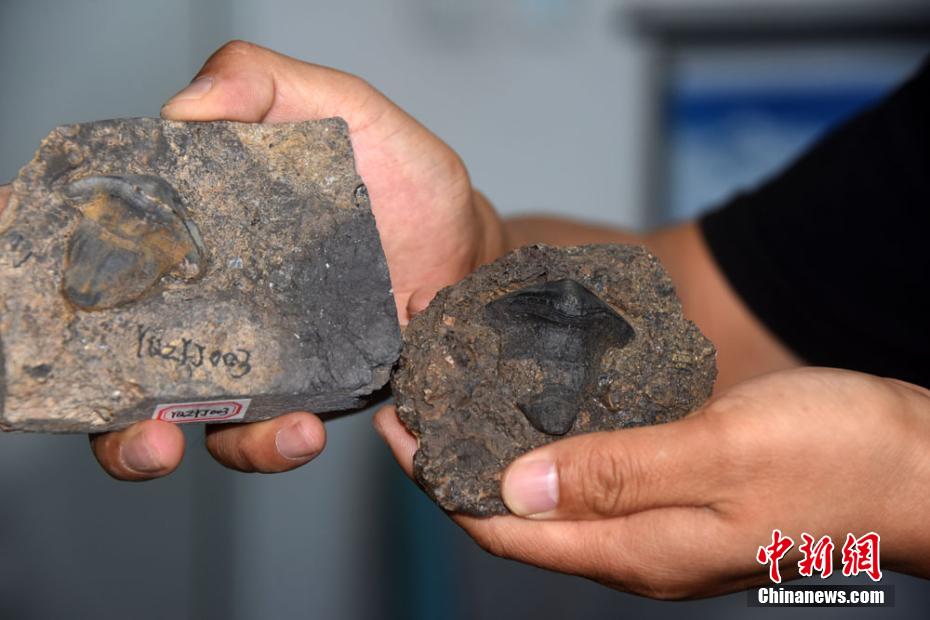 Cina: la prima scoperta di squali Petalodus di 290 milioni anni fa, predatore più potente negli antichi oceani