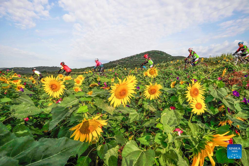 Foto attualità: girasoli nella città di Zunhua 