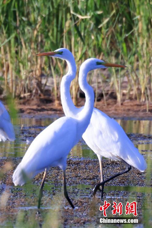 Lago Bositeng dello Xinjiang, gli aironi cercano cibo e ballano sulle acque