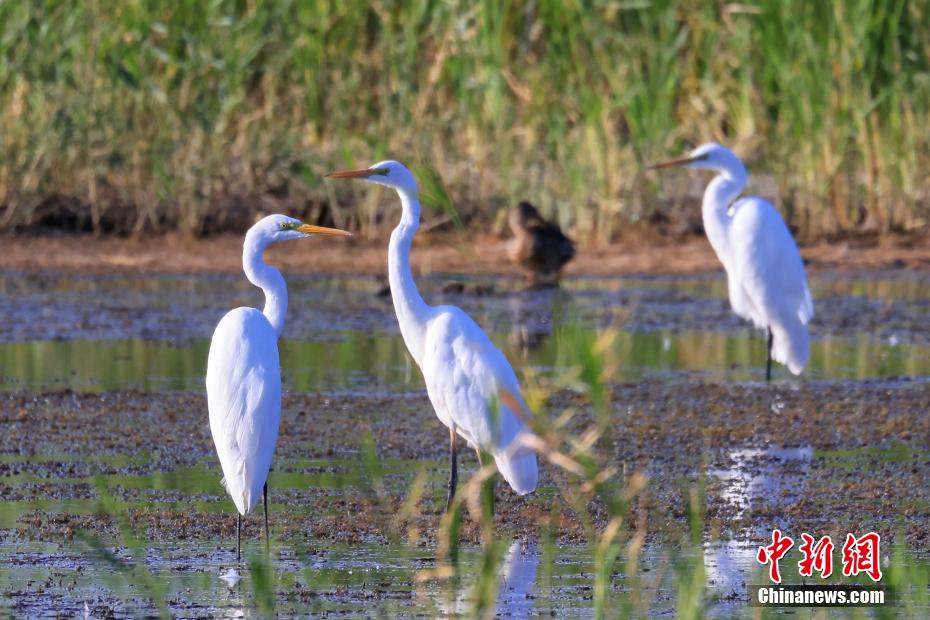 Lago Bositeng dello Xinjiang, gli aironi cercano cibo e ballano sulle acque