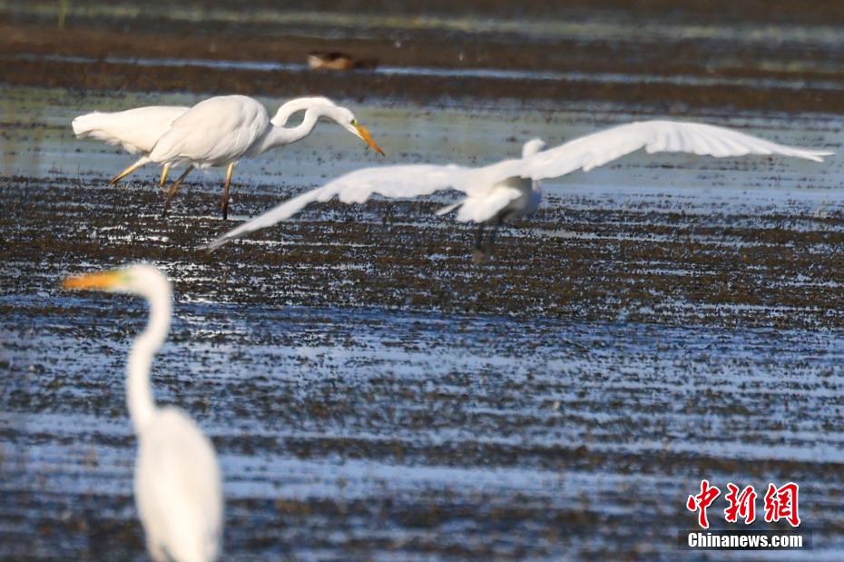 Lago Bositeng dello Xinjiang, gli aironi cercano cibo e ballano sulle acque