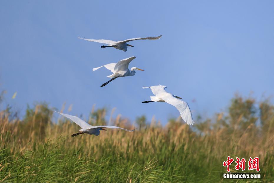 Lago Bositeng dello Xinjiang, gli aironi cercano cibo e ballano sulle acque