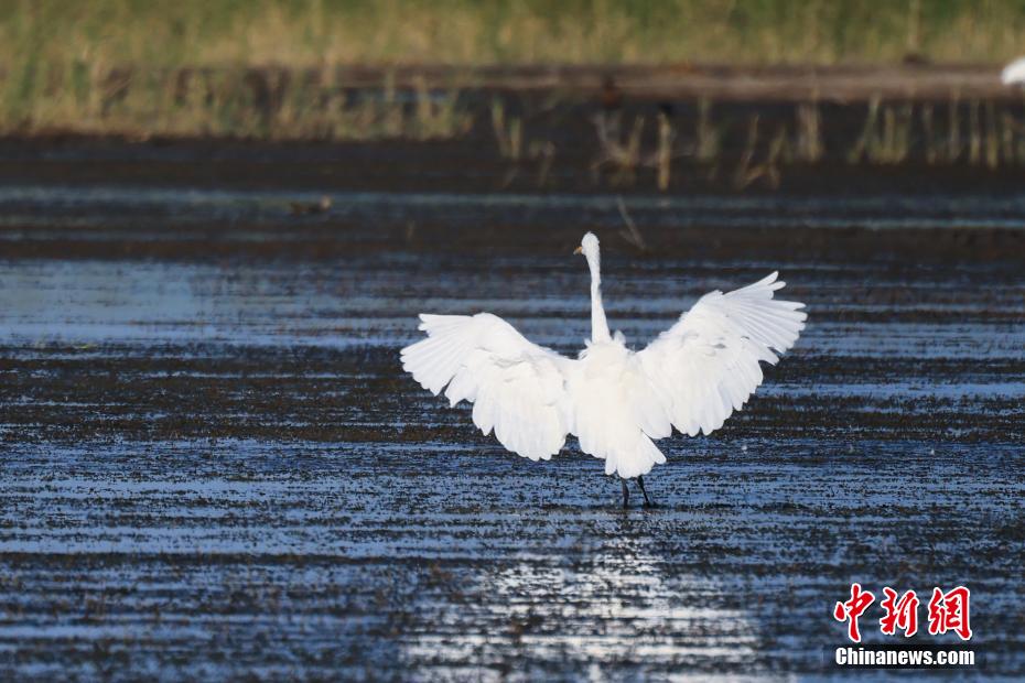 Lago Bositeng dello Xinjiang, gli aironi cercano cibo e ballano sulle acque