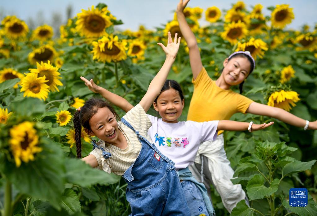 Sbocciati i girasoli sotto il monte Helan