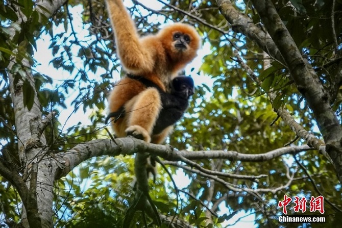 Hainan, avvistati due nuovi cuccioli nelle famiglie di gibboni