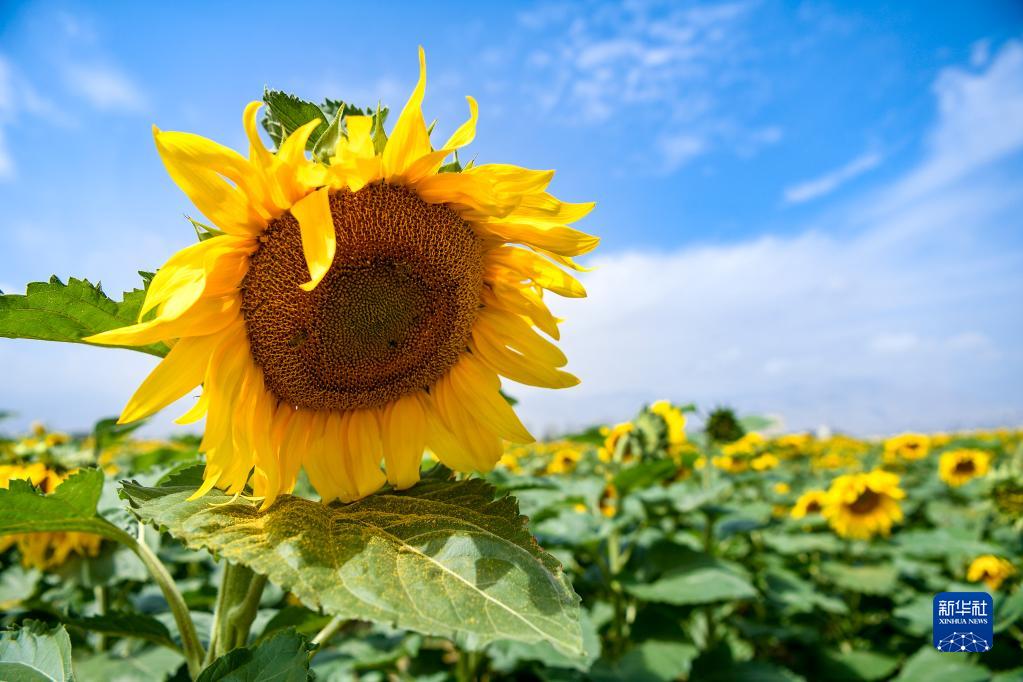 Sbocciati i girasoli sotto il monte Helan