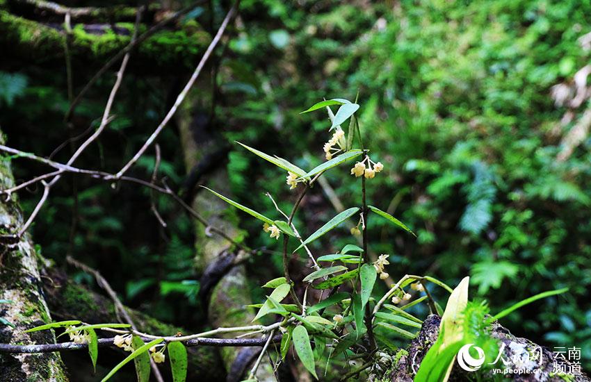 Nuova area di distribuzione di piante rare nel sud ovest della Cina