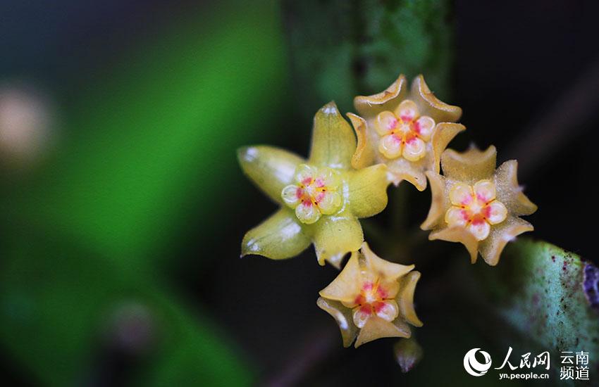 Nuova area di distribuzione di piante rare nel sud ovest della Cina