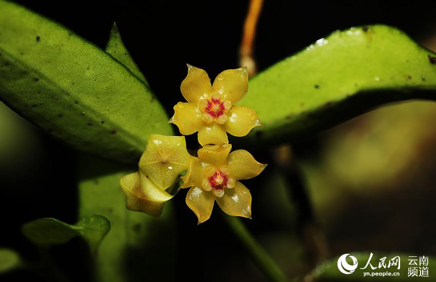 Nuova area di distribuzione di piante rare nel sud ovest della Cina