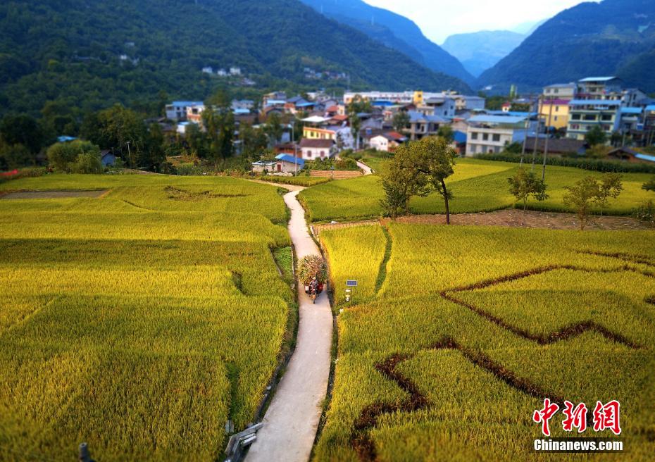 Pingwu, Sichuan: le risaie rivestono la campagna di uno splendente color oro