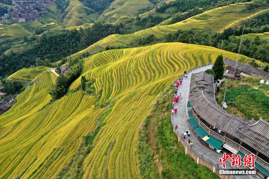 Guangxi, bellissimi campi di terrazza d'autunno