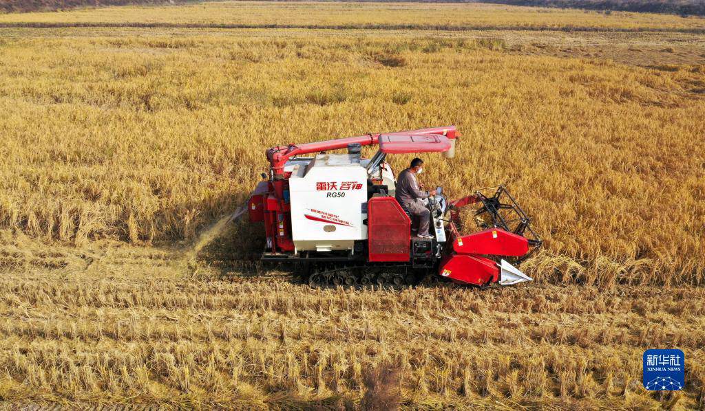 Lincheng, Hebei: fragranza di riso in autunno dorato