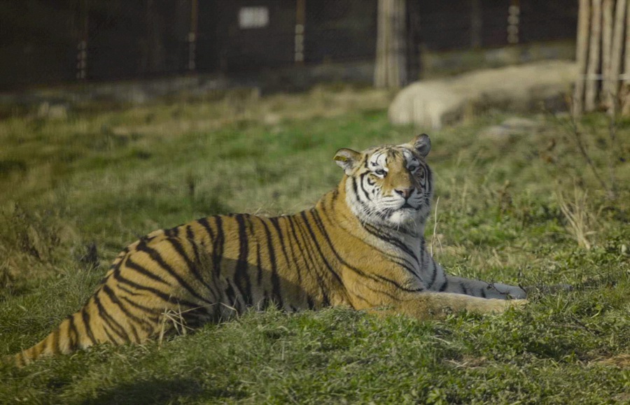 Heilongjiang: il parco delle tigri siberiane di Hengdaohezi