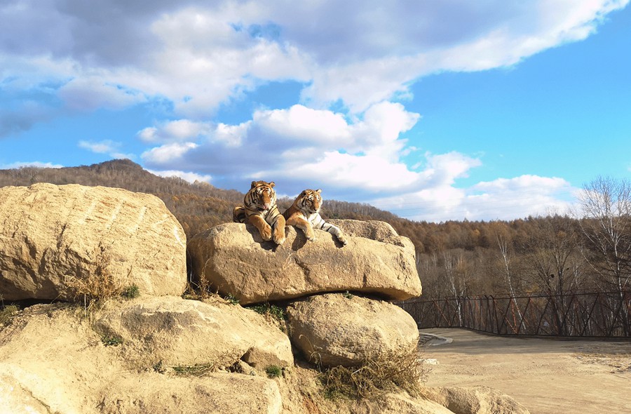 Heilongjiang: il parco delle tigri siberiane di Hengdaohezi