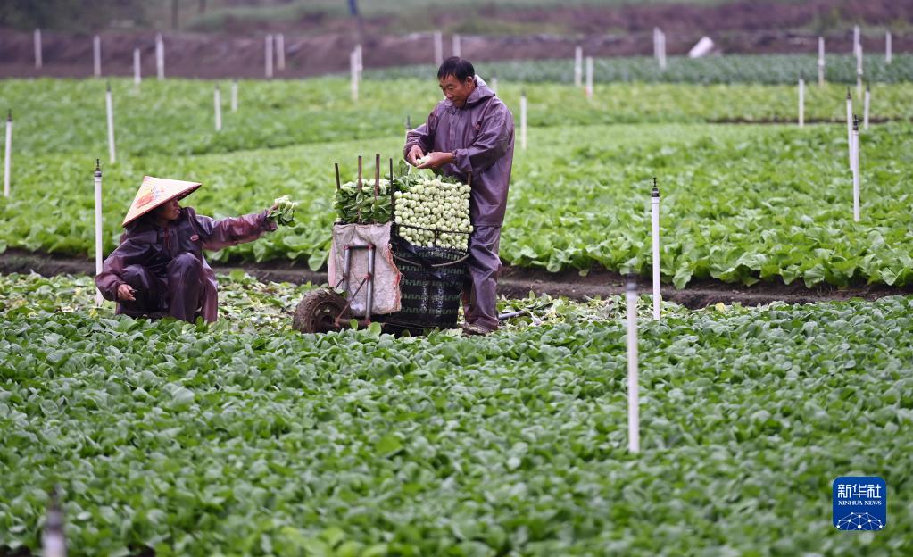 Liujiang, Guangxi: buona raccolta alla base 