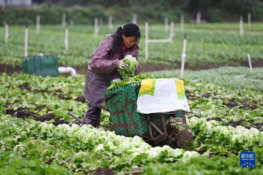 Liujiang, Guangxi: buona raccolta alla base 