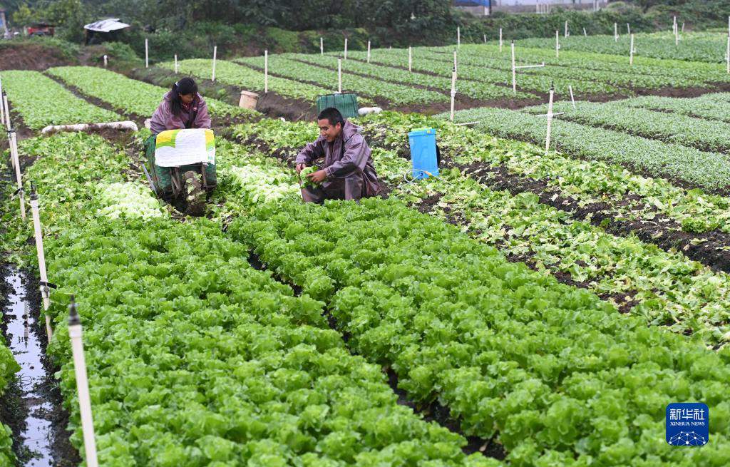 Liujiang, Guangxi: buona raccolta alla base 