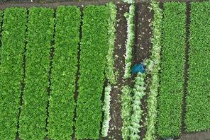 Liujiang, Guangxi: buona raccolta alla base "Verdure da sud a nord"