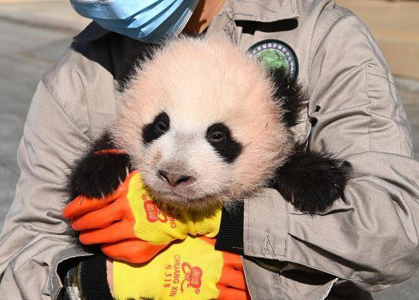 Cuccioli gemelli del panda Baobao celebrano il loro centesimo giorno di vita