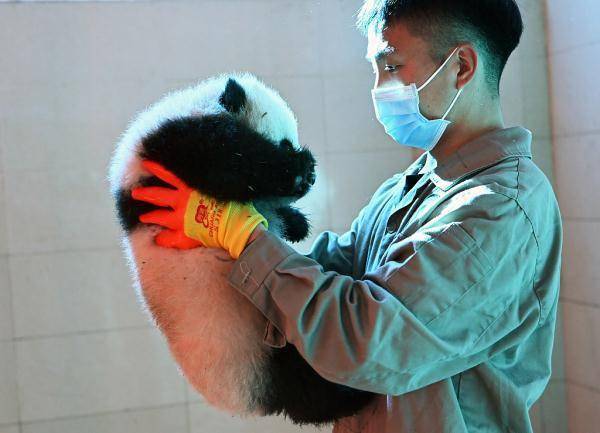 Cuccioli gemelli del panda Baobao celebrano il loro centesimo giorno di vita