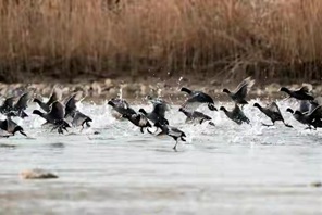 "Rari ospiti" nella riserva naturale della zona umida del fiume Dan