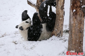 Sichuan: panda gigante Xiao Liwu nella neve 