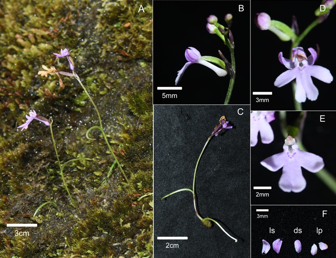 31 nuove specie scoperte: importanti risultati dall'indagine speciale sulle orchidee selvatiche in Cina