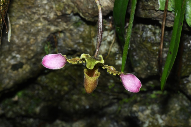 31 nuove specie scoperte: importanti risultati dall'indagine speciale sulle orchidee selvatiche in Cina