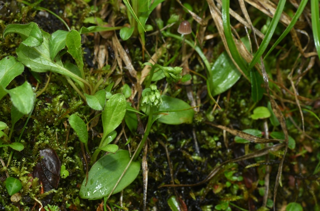 31 nuove specie scoperte: importanti risultati dall'indagine speciale sulle orchidee selvatiche in Cina