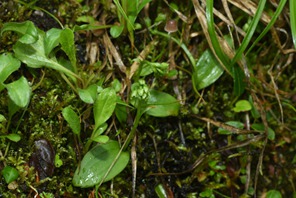 31 nuove specie scoperte: importanti risultati dall'indagine speciale sulle orchidee selvatiche in Cina