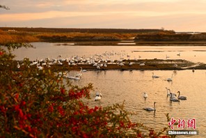 Rongcheng dello Shandong: "paradiso" dei cigni selvatici