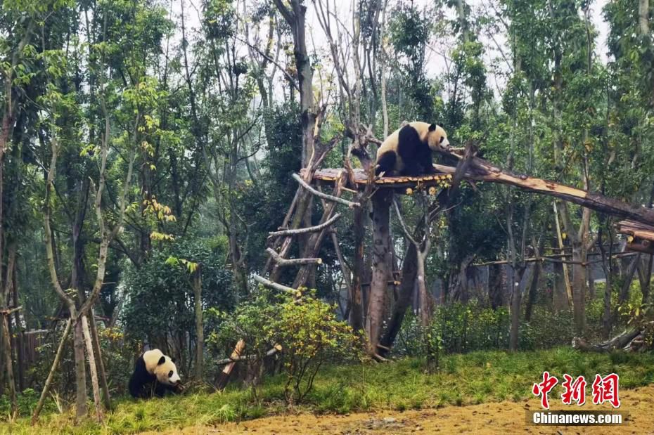 Chengdu: 43 panda giganti si sono trasferiti nella casa nuova