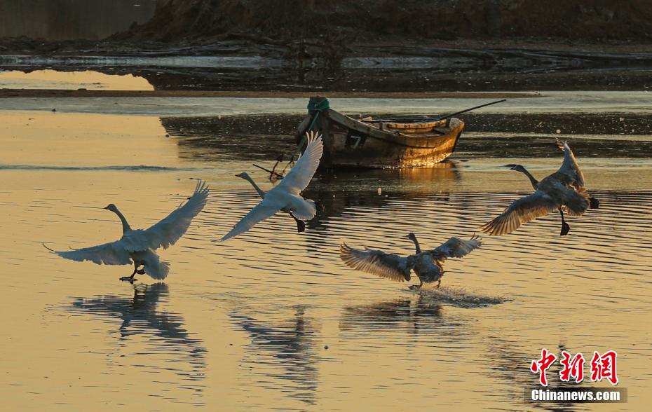 Shandong: il posto più grande dell'Asia per il riposo invernale di cigni selvatici