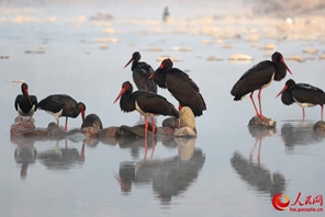 Cicogne nere a Jingxing, Hebei, per l'inverno