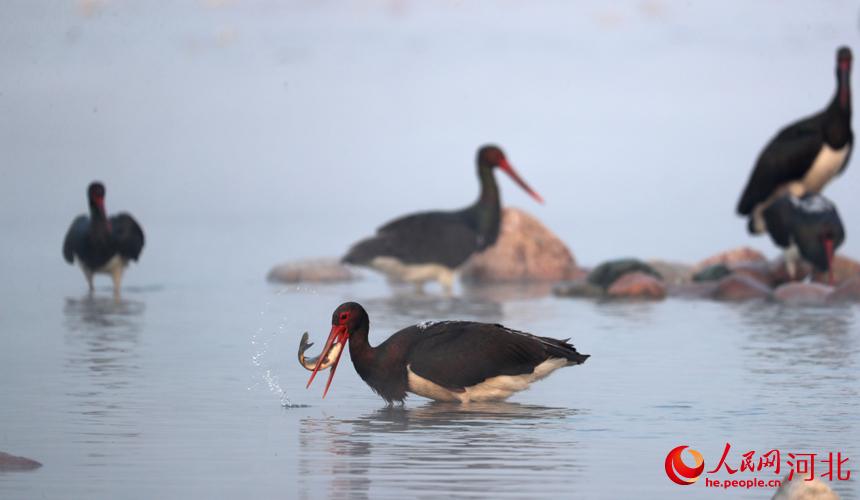 Cicogne nere a Jingxing, Hebei, per l'inverno