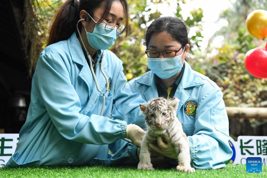 Cuccioli di tigre bianca fanno il loro debutto a Guangzhou