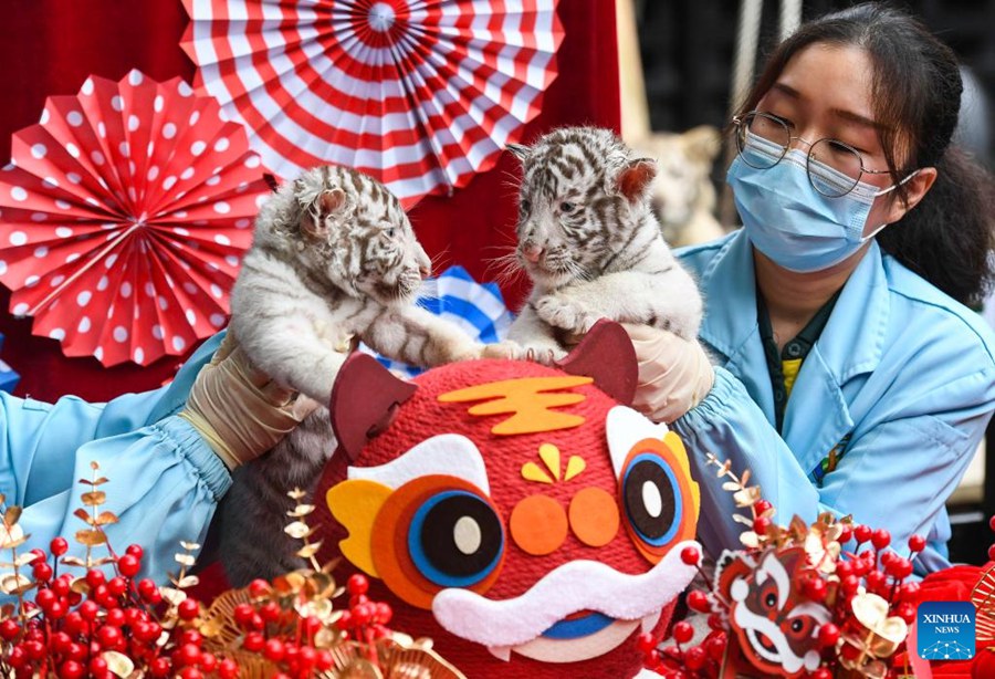 Cuccioli di tigre bianca fanno il loro debutto a Guangzhou