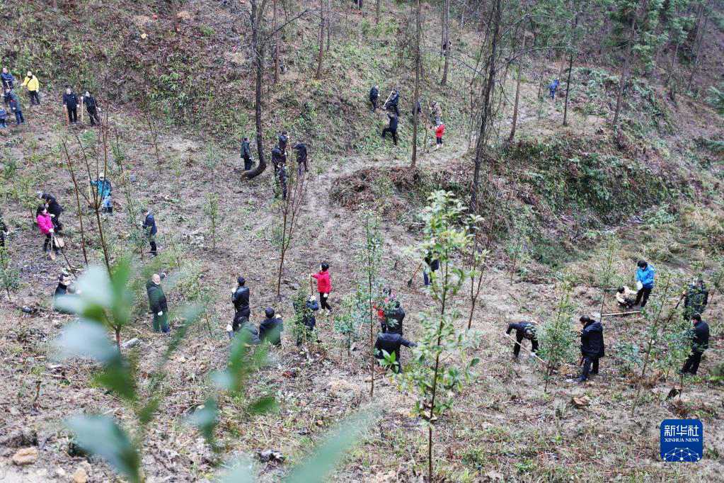 Guizhou, piantare alberi per rendere più verde il nuovo anno