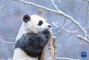 Panda gigante gioca con la neve