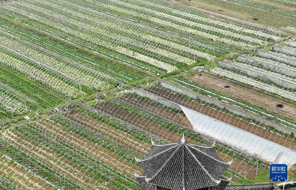 Guizhou: è tornata la primavera