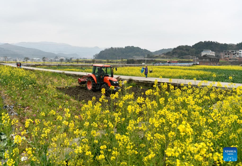 Guizhou: agricoltori impegnati nella produzione agricola primaverile 