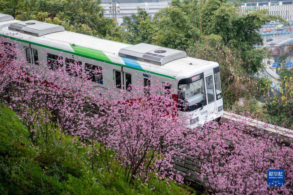 Chongqing, i treni di traffico orbitale passano attraverso i fiori