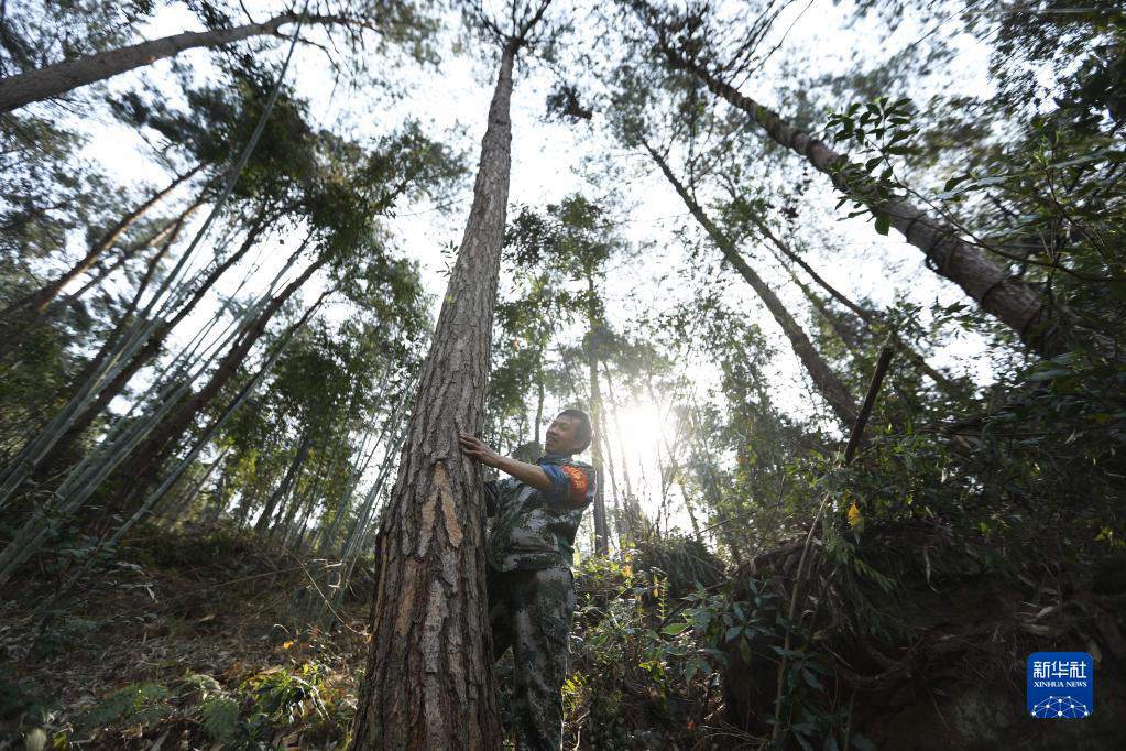 Guizhou, 62,12% il tasso di copertura forestale