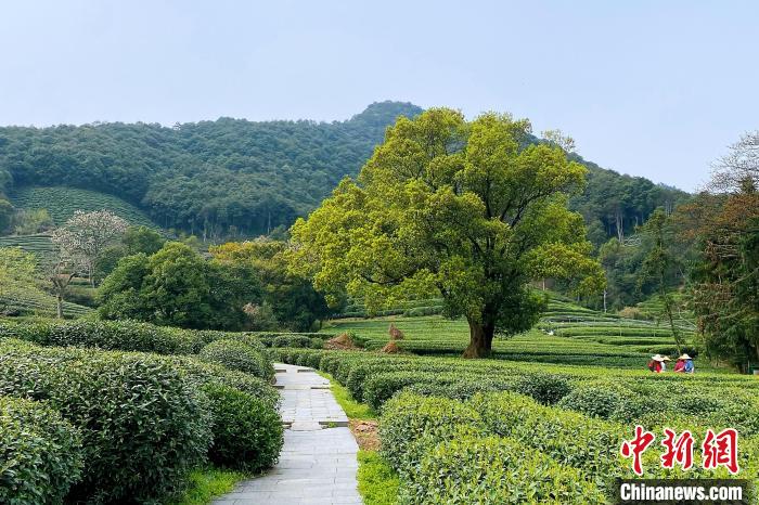 Hangzhou: inizia la raccolta del tè Longjing