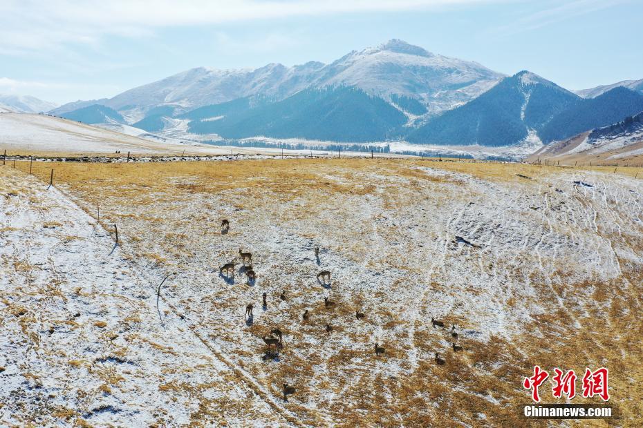 Parco nazionale dei Monti Qilian, aumentano gli animali selvatici