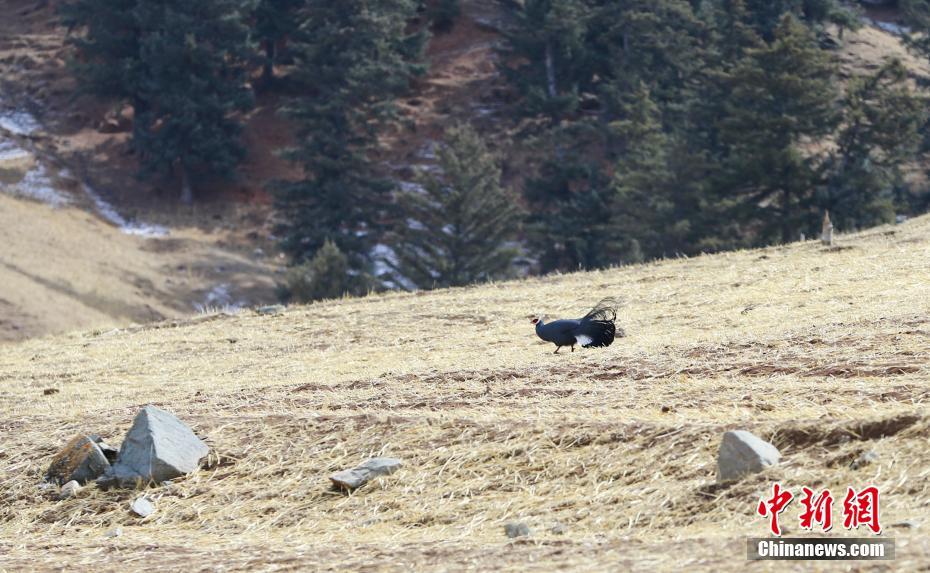 Parco nazionale dei Monti Qilian, aumentano gli animali selvatici