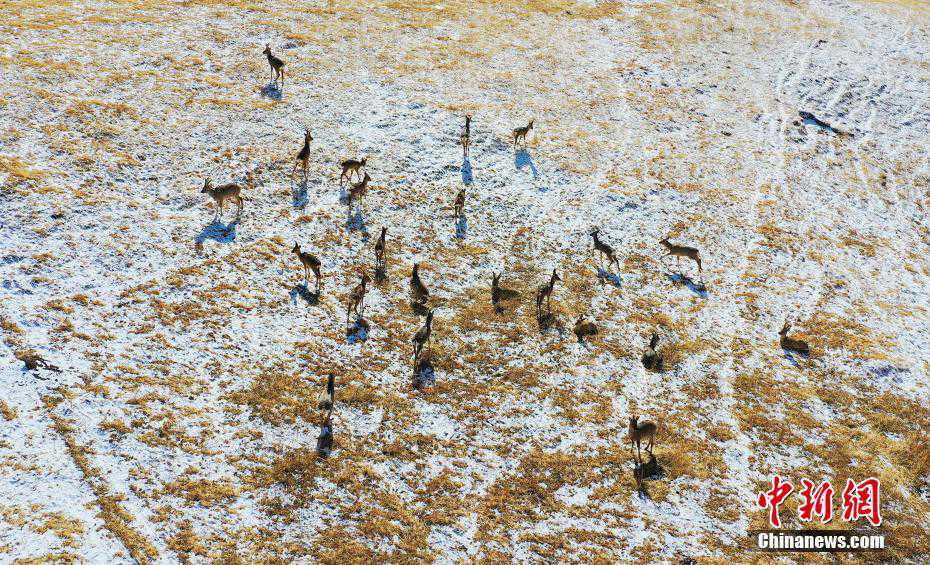 Parco nazionale dei Monti Qilian, aumentano gli animali selvatici