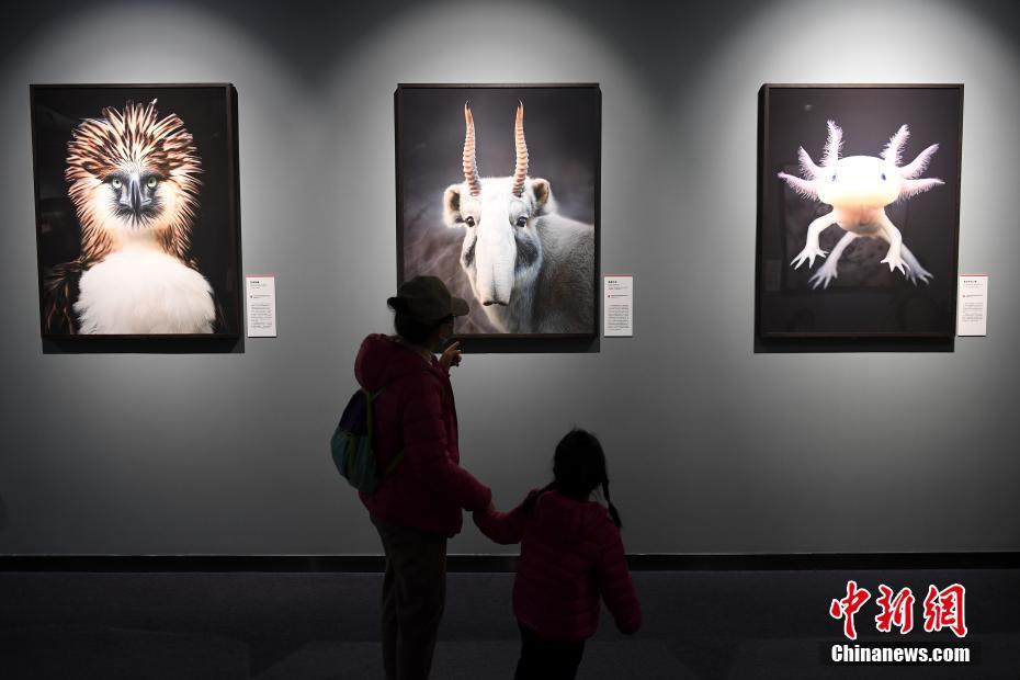 Beijing, mostra fotografica su animali in via di estinzione