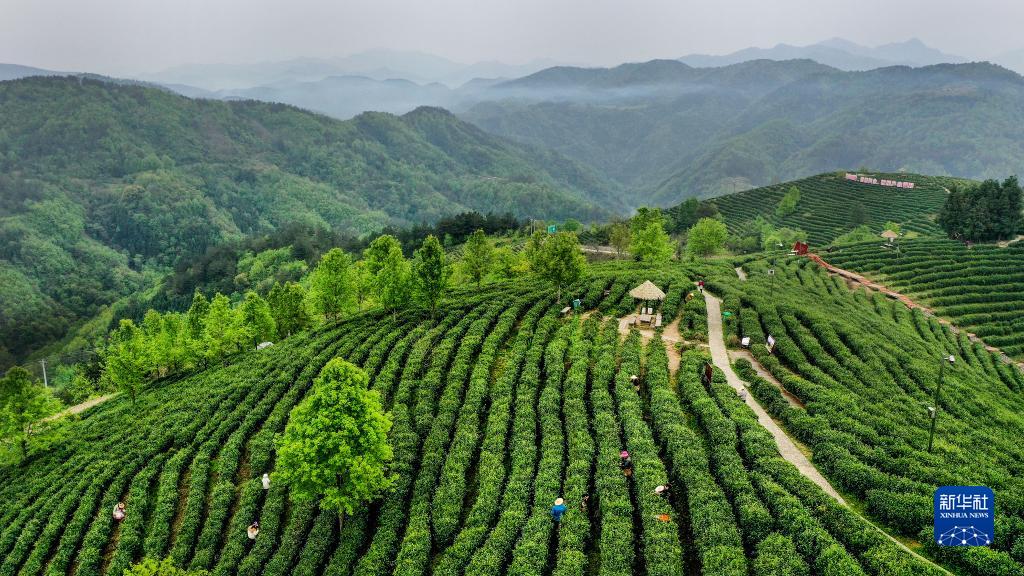 Cina, Shaanxi: il tè, fonte di ricchezza per gli abitanti nella contea di Pingli